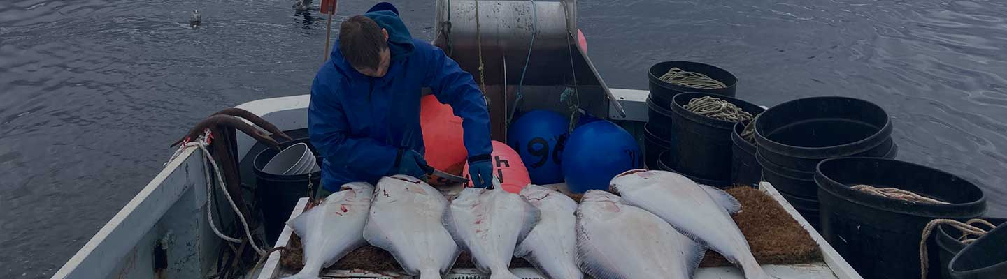 Several fresh Alaskan halibut being caught