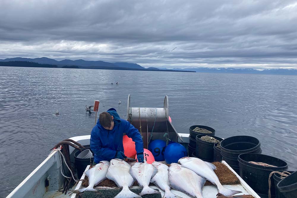cutting fish on back of boat in Alaska